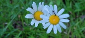 Enlarge photo 78