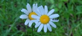 Enlarge photo 77