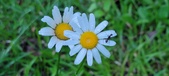Enlarge photo 76