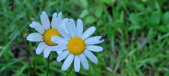 Enlarge photo 75