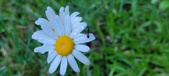 Enlarge photo 74