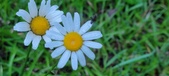 Enlarge photo 72