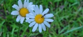 Enlarge photo 71