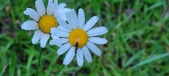 Enlarge photo 70