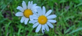 Enlarge photo 68