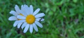 Enlarge photo 61