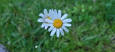 Enlarge photo 59