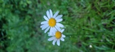 Enlarge photo 53