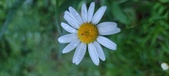 Enlarge photo 51