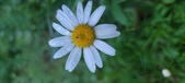 Enlarge photo 50