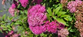 Enlarge photo 186