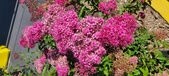 Enlarge photo 184