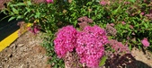 Enlarge photo 185
