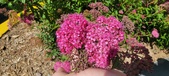 Enlarge photo 187