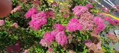 Enlarge photo 179