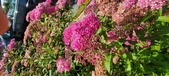 Enlarge photo 177