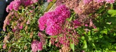 Enlarge photo 178