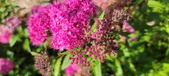 Enlarge photo 175