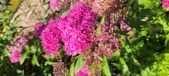 Enlarge photo 171