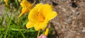 Enlarge photo 162