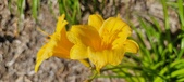 Enlarge photo 165