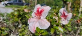 Enlarge photo 189
