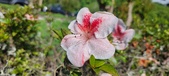 Enlarge photo 159