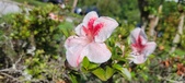 Enlarge photo 155