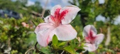 Enlarge photo 158