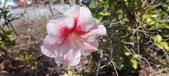 Enlarge photo 152
