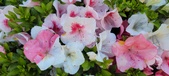 Enlarge photo 151