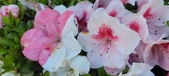 Enlarge photo 149