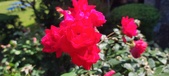 Enlarge photo 141