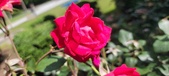 Enlarge photo 140