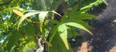 Enlarge photo 137