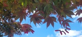 Enlarge photo 136