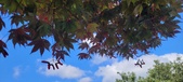 Enlarge photo 135