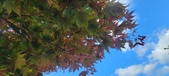 Enlarge photo 131