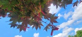 Enlarge photo 127