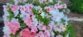 Enlarge photo 122