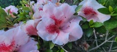Enlarge photo 121