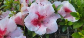 Enlarge photo 120