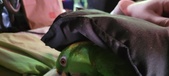 Enlarge photo 119