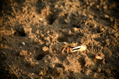 Enlarge photo 174