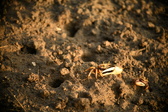 Enlarge photo 175
