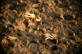 Enlarge photo 177