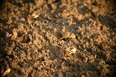 Enlarge photo 184