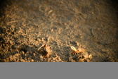 Enlarge photo 185