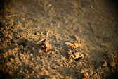 Enlarge photo 188