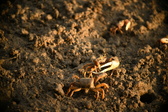 Enlarge photo 195
